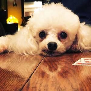 Meet your Posher, Robin